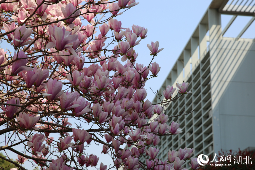 華中農(nóng)業(yè)大學(xué)圖書館前的玉蘭花競相綻放。人民網(wǎng)記者 張沛攝