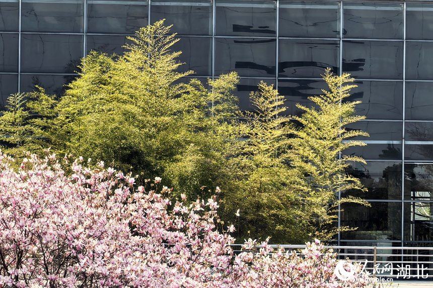 華中農(nóng)業(yè)大學(xué)圖書館前的玉蘭花競(jìng)相綻放。人民網(wǎng)記者 張穎攝