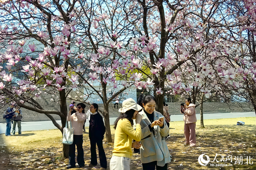 華中農(nóng)業(yè)大學圖書館前的玉蘭花競相綻放。人民網(wǎng)記者 張穎攝 (3)