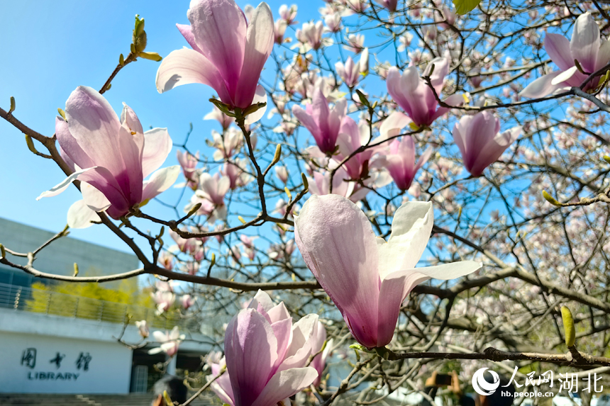 華中農(nóng)業(yè)大學(xué)圖書(shū)館前的玉蘭花競(jìng)相綻放。人民網(wǎng)記者 張穎攝