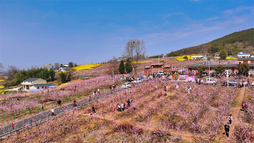 “桃醉竹山·遇見寶豐”竹山縣第五屆賞花活動開幕