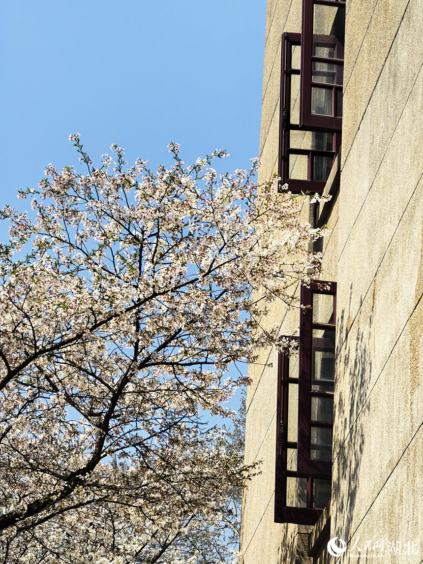 春日櫻花綻放。