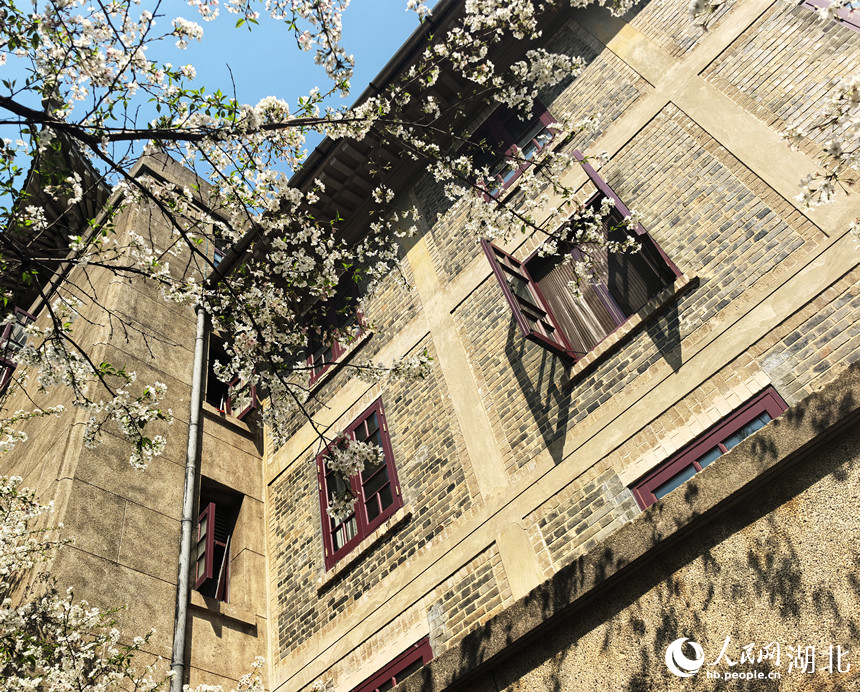 武漢大學(xué)的櫻花進(jìn)入盛花期，絢爛的櫻花與校內(nèi)的古建筑相映成趣。