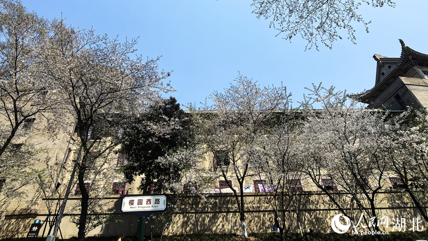 武漢大學櫻花大道。