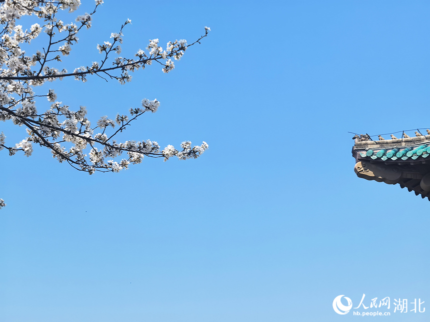 武漢大學(xué)櫻花盛放，絢爛的櫻花與校內(nèi)的古建筑相映成趣。