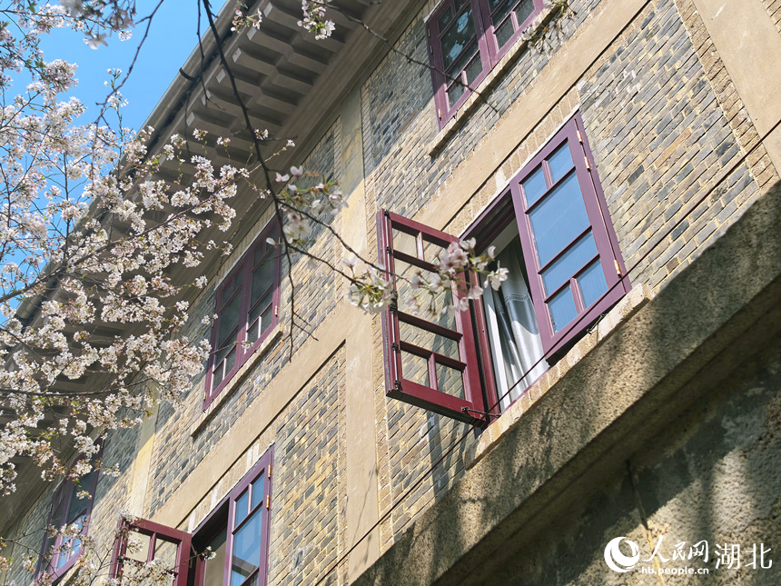 武漢大學櫻花與古建筑相映成景。