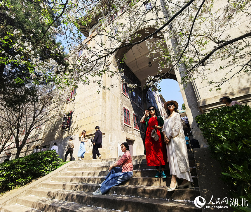 游客在櫻花樹下拍照。