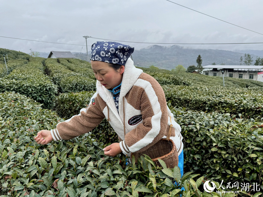 茶農(nóng)正在采茶。人民網(wǎng)記者 張沛攝