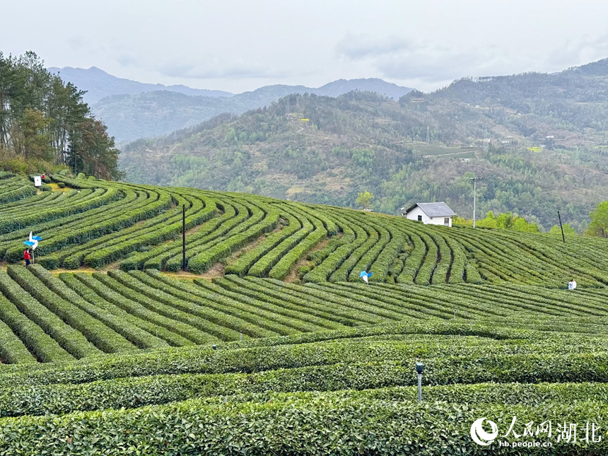 生態(tài)茶園滿坡翠綠。人民網(wǎng)記者 張沛攝