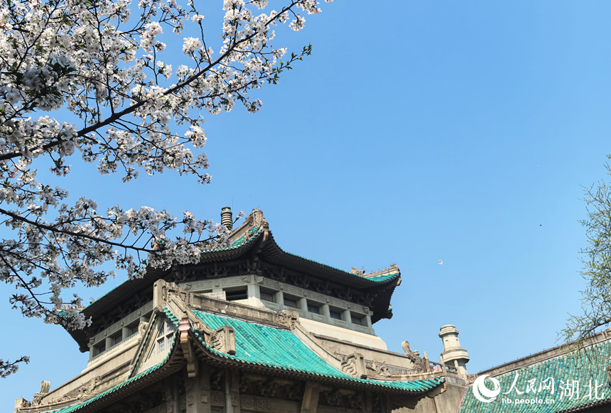 珞珈櫻雪舞春風(fēng) 武漢大學(xué)櫻花盛放