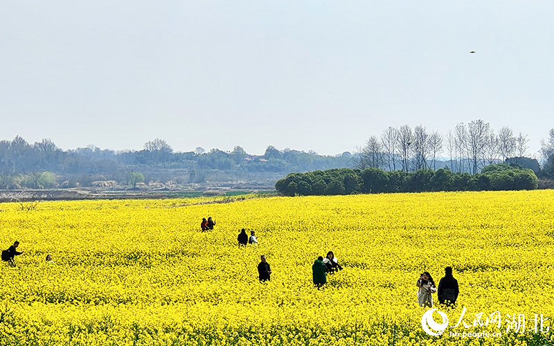 湖北武漢：油菜花開鋪錦繡