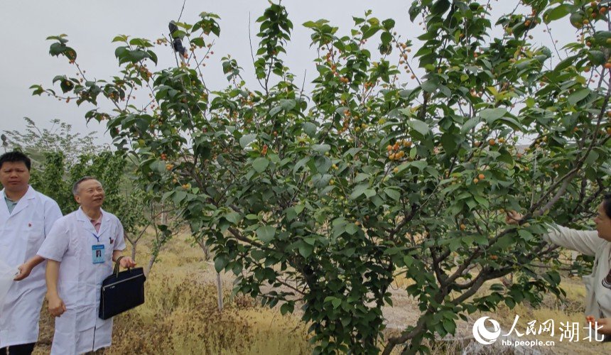 武漢農業(yè)檢測中心工作人員在櫻桃種植基地抽樣檢測。人民網記者 郭婷婷攝