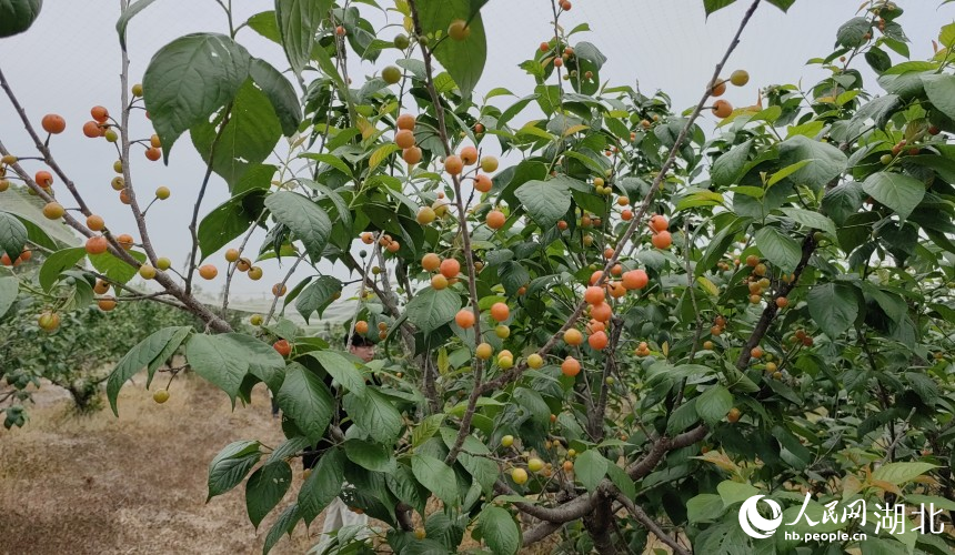 武漢農(nóng)業(yè)檢測(cè)中心工作人員在櫻桃種植基地抽樣檢測(cè)。人民網(wǎng)記者 郭婷婷攝