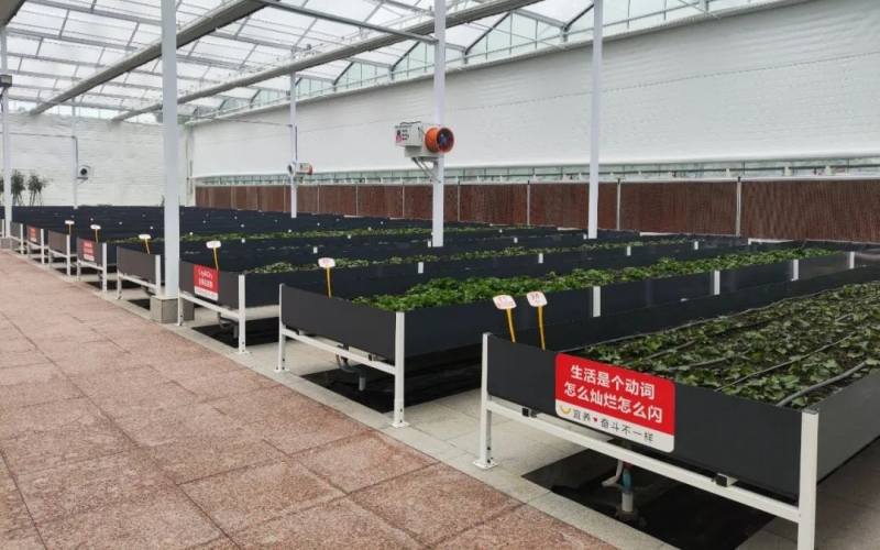 當(dāng)陽(yáng)魚腥草企業(yè)。