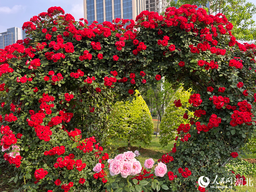 沙湖公園月季園。人民網(wǎng)記者 張沛攝