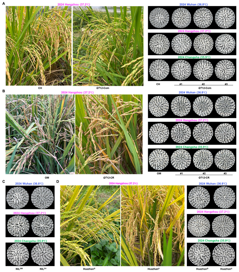 低表達(dá)QT12協(xié)同提高籽粒品質(zhì)和產(chǎn)量耐熱性。受訪者供圖