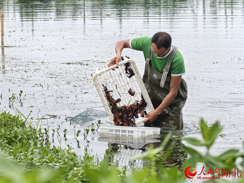 養(yǎng)殖戶正在魚塘里撈蝦。人民網(wǎng)記者 周雯攝