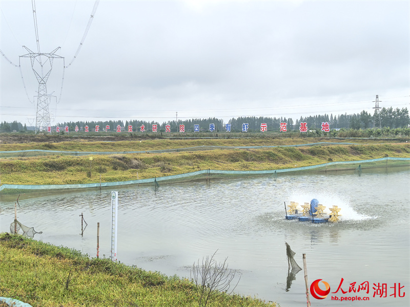 潛江“四季有蝦”示范基地。人民網(wǎng)記者 周雯攝
