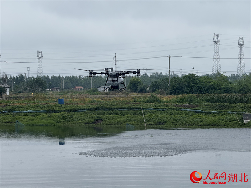 無人機投放營養(yǎng)物質(zhì)。人民網(wǎng)記者 張沛攝