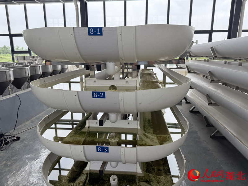 立體育苗池。人民網(wǎng)記者 張雋攝