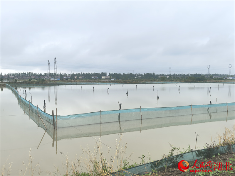 “四季有蝦”示范基地。人民網(wǎng)記者 周雯攝