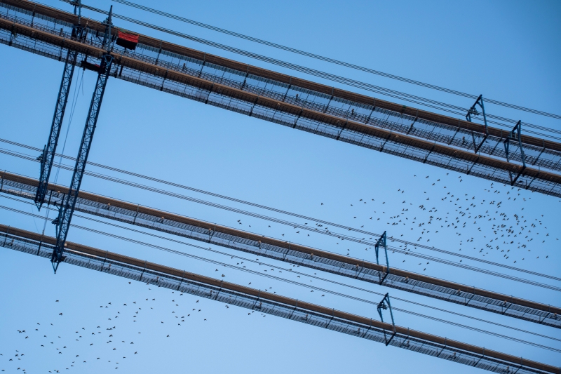 燕磯長江大橋四根主纜。陸落義攝