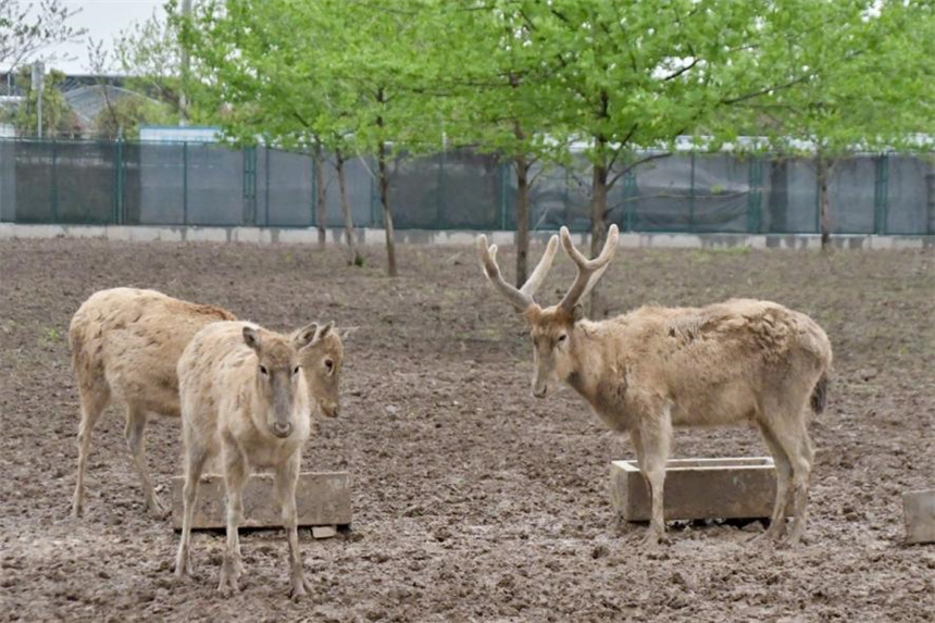 洞庭湖麋鹿苑中的麋鹿們。何佳麗攝