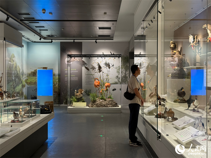 洞庭湖博物館煥新開館。人民網(wǎng)記者 吳茜薇攝