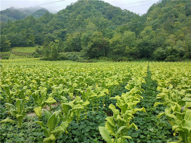 2024年7月的煙田里套種紅薯