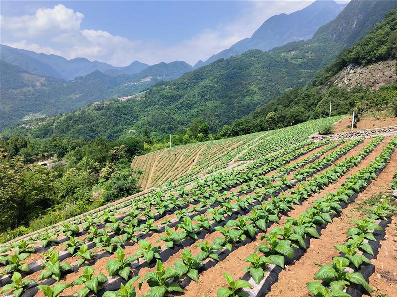 土地流轉(zhuǎn)后連片種植煙葉