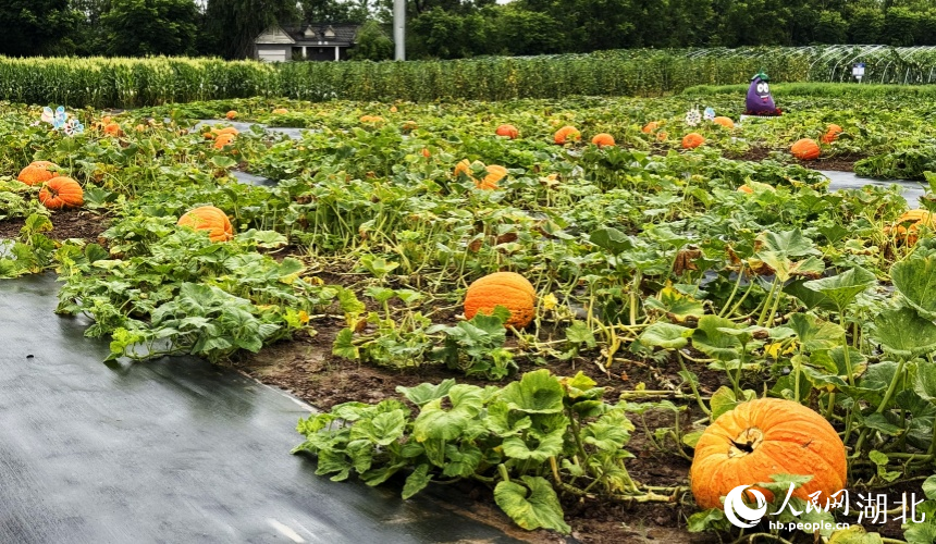 堪比車輪大的南瓜。