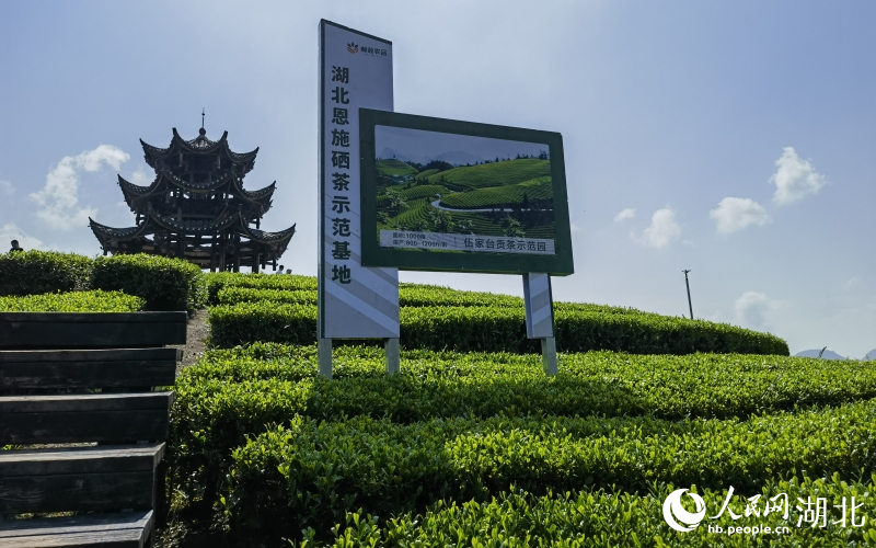 湖北恩施硒茶示范基地。人民網(wǎng)記者 周恬攝