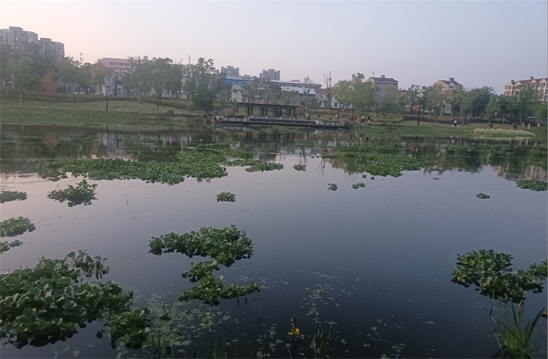 有回音|水葫蘆泛濫、雜草叢生 湖北這些環(huán)境問(wèn)題獲解決