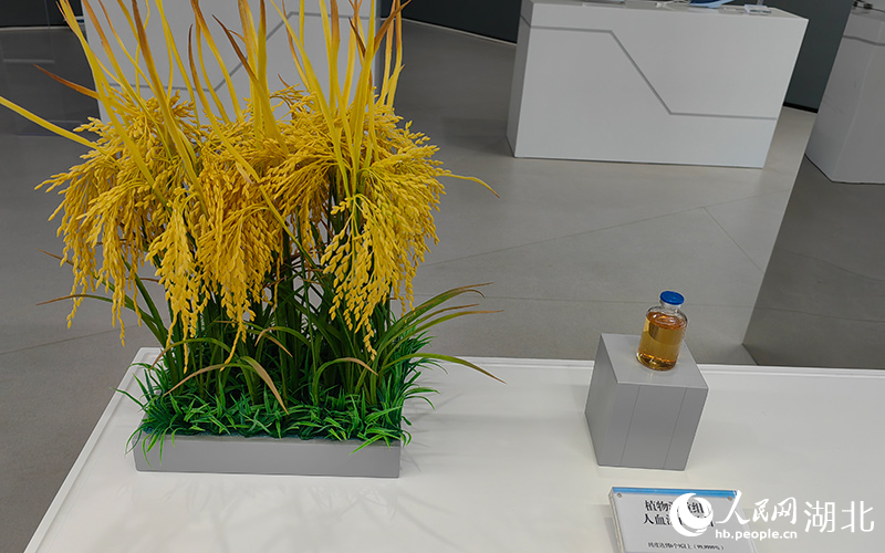 禾元生物“稻米造血”有望成為國內首個上市的重組人血清白蛋白藥物。人民網記者 郭婷婷攝