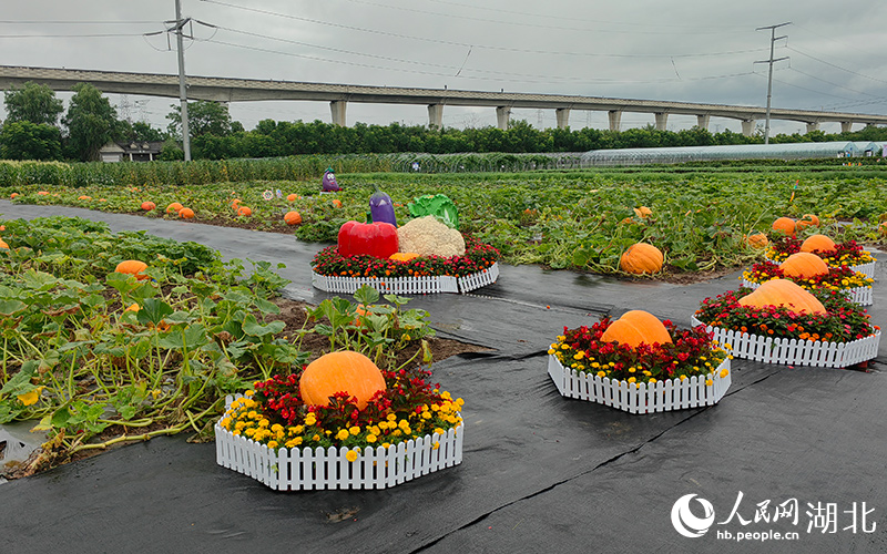 車胎一般大小的“太空南瓜”。人民網記者 郭婷婷攝