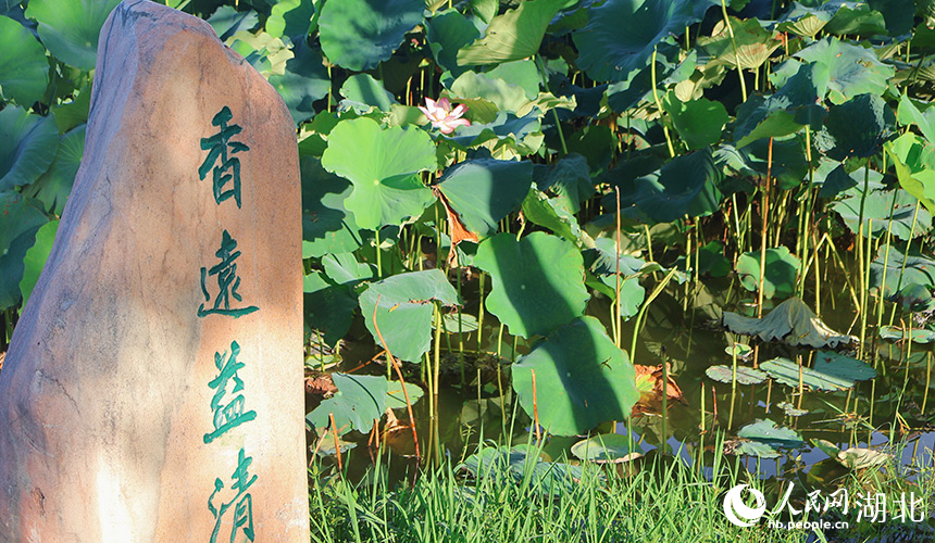 公園內(nèi)荷花盛開。