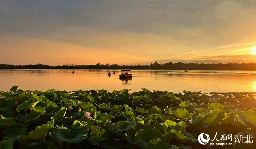 夕陽(yáng)映射夏日荷塘。