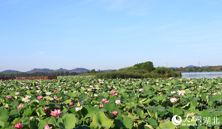 夏日荷花盛開，與藍(lán)天白云繪就成一幅山水畫。