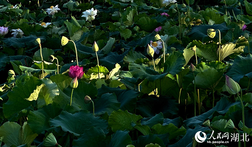 夏日荷花盛開(kāi)。