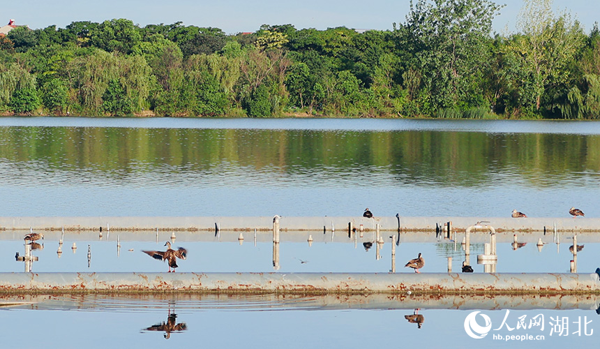 園內(nèi)不少水鳥(niǎo)在湖面棲息