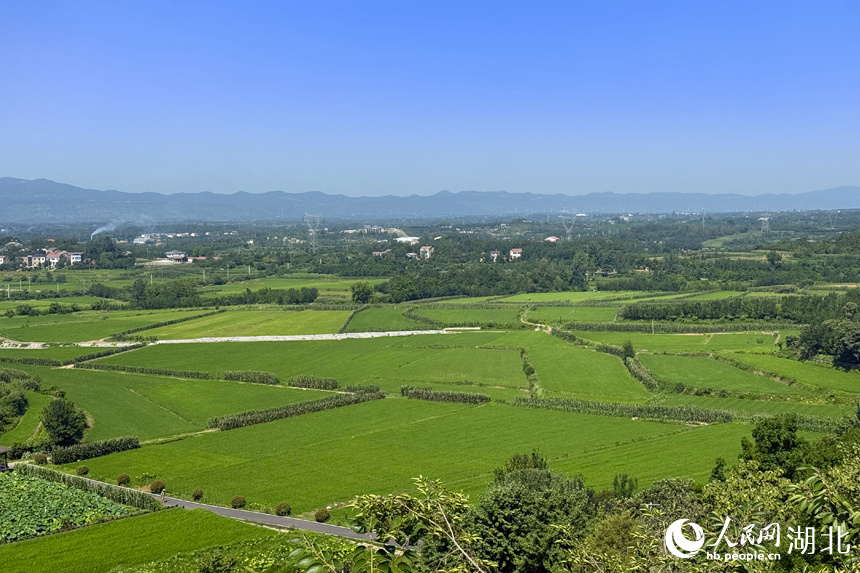 翠綠稻田鋪展開(kāi)來(lái)。人民網(wǎng)記者 張沛攝