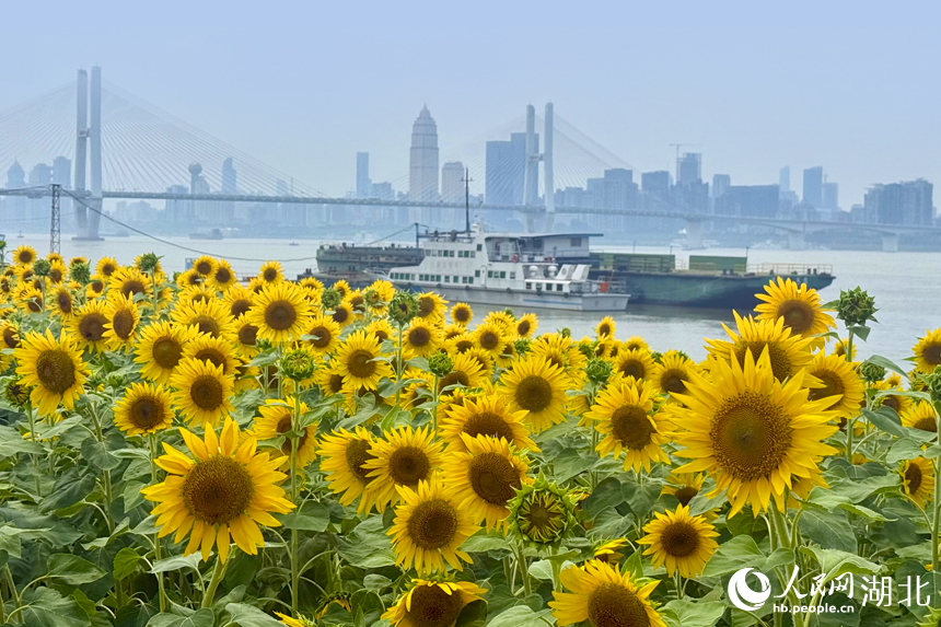 武漢武昌江灘向日葵綻放美如畫(huà)