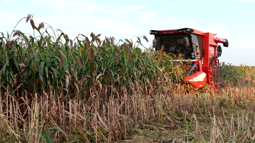 湖北孝昌:高粱紅穗映豐收
