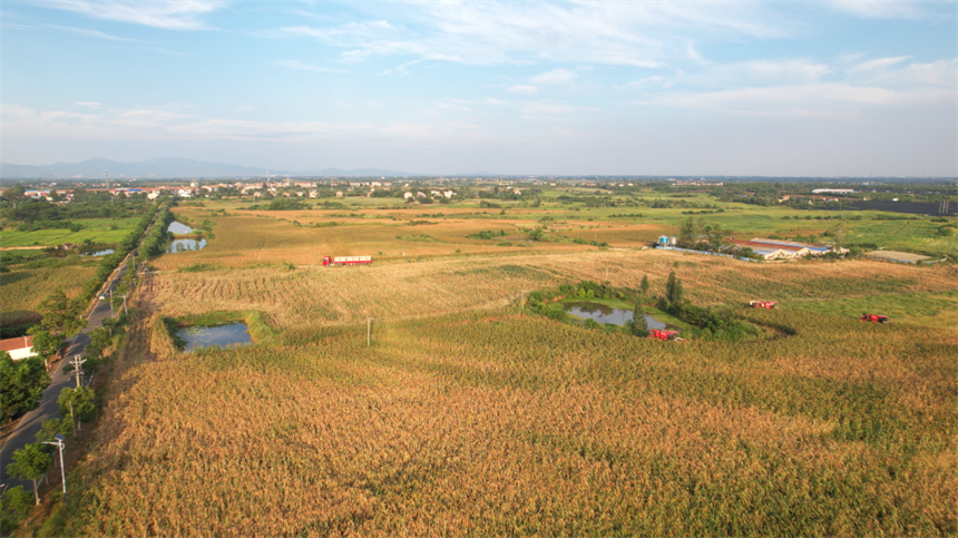 湖北孝昌:高粱紅穗映豐收【3】