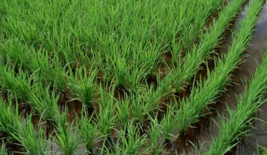 湖北武穴：把群眾期盼鐫刻在水利工程藍圖上【4】