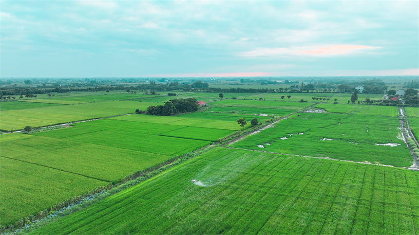 “小田并大田”激活魚米之鄉(xiāng)新動(dòng)能