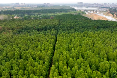 《澴水長歌·孝昌篇》 聶萍