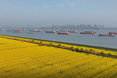《生機長江：萬鳥翔集，千魚競躍的生態(tài)畫卷》高敏