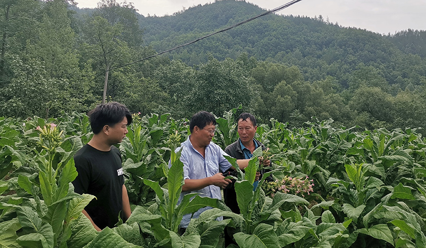 綠苗到金葉:“全周期守護(hù)”繪就振興景【2】