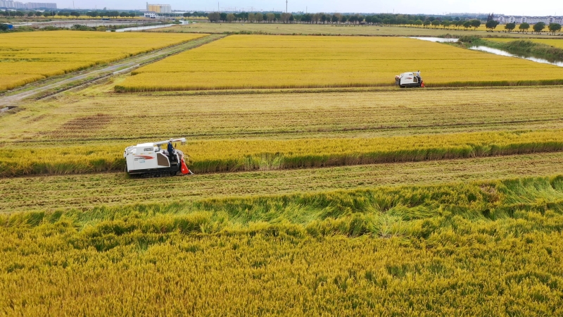 糧食收割。鄂良攝